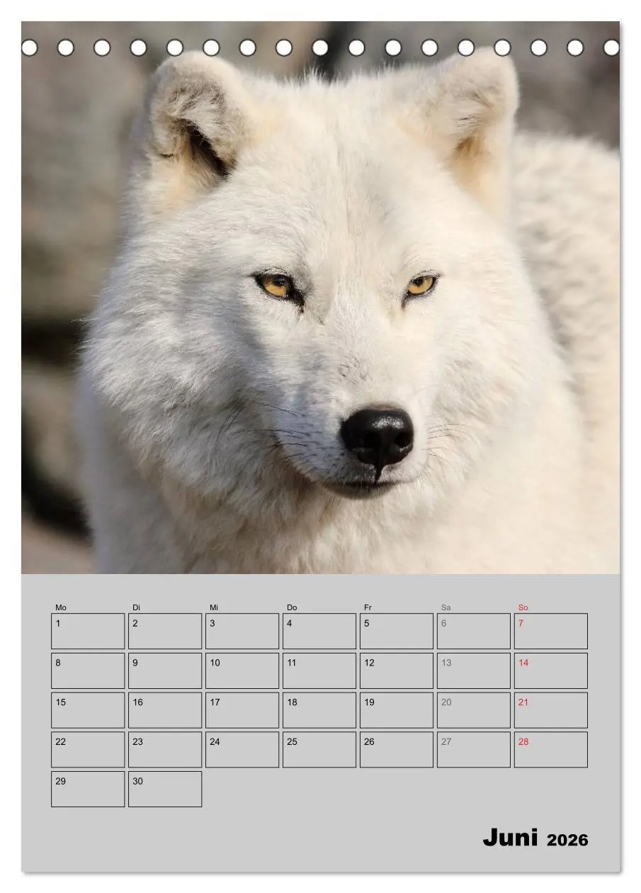 Bild: 9783516435498 | Wolf-Gesichter (Tischkalender 2026 DIN A5 hoch), CALVENDO...