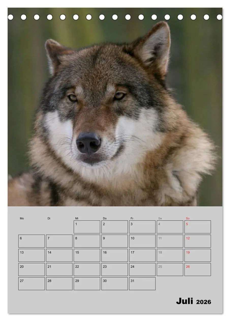 Bild: 9783516435498 | Wolf-Gesichter (Tischkalender 2026 DIN A5 hoch), CALVENDO...