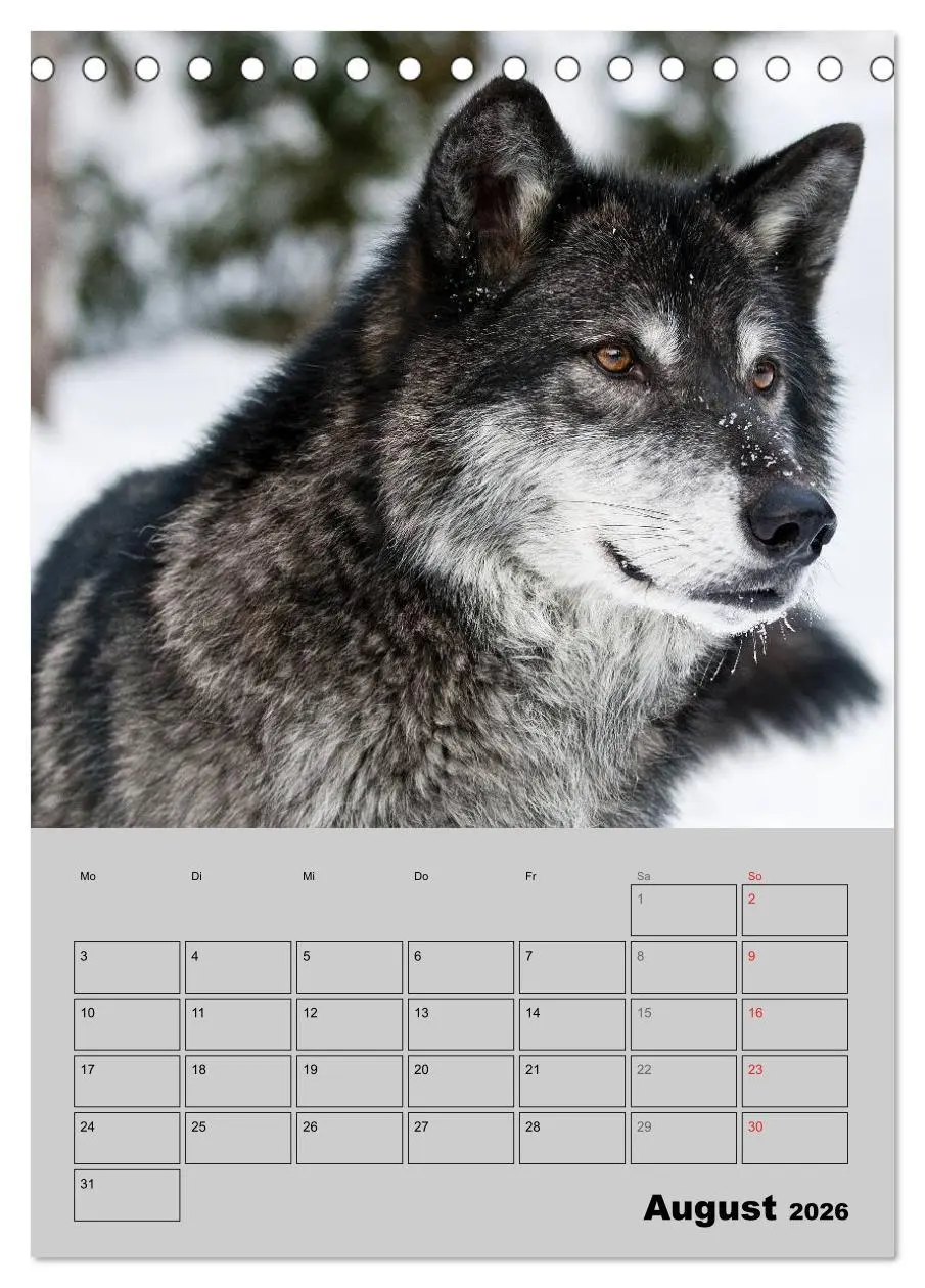 Bild: 9783516435498 | Wolf-Gesichter (Tischkalender 2026 DIN A5 hoch), CALVENDO...