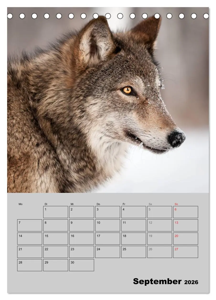 Bild: 9783516435498 | Wolf-Gesichter (Tischkalender 2026 DIN A5 hoch), CALVENDO...