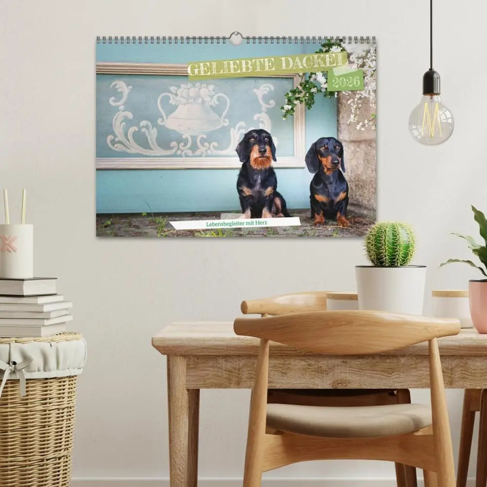 Bild: 9783516665598 | Geliebte Dackel (Wandkalender 2026 DIN A3 quer), CALVENDO...