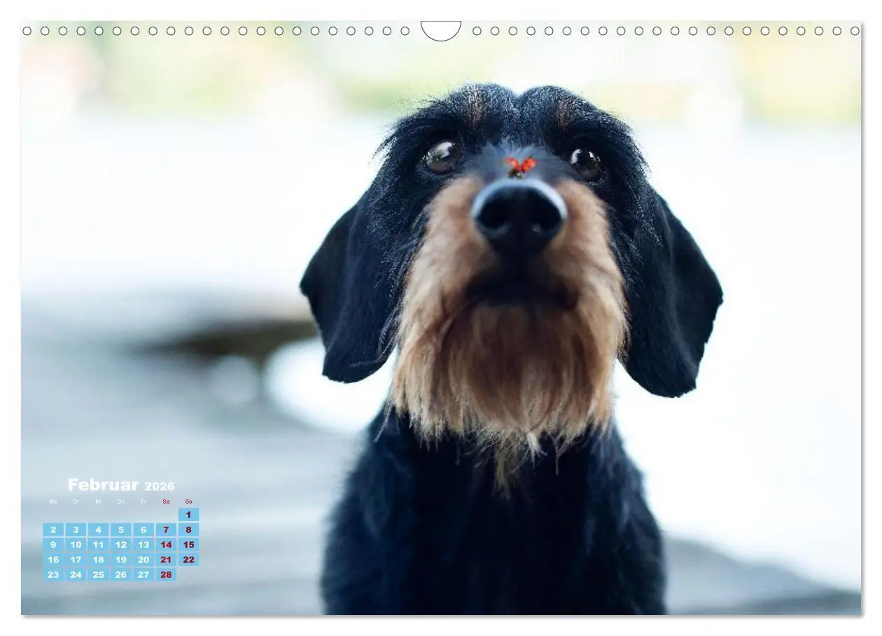 Bild: 9783516665598 | Geliebte Dackel (Wandkalender 2026 DIN A3 quer), CALVENDO...