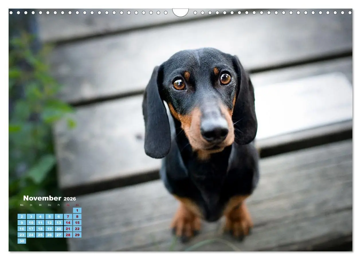 Bild: 9783516665598 | Geliebte Dackel (Wandkalender 2026 DIN A3 quer), CALVENDO...