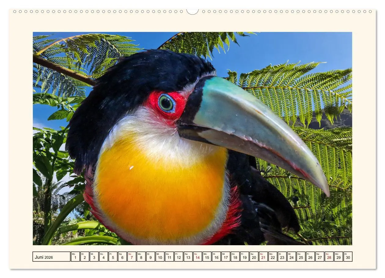 Bild: 9783457255698 | Tukane - Clowns im Dschungel (Wandkalender 2026 DIN A2 quer),...