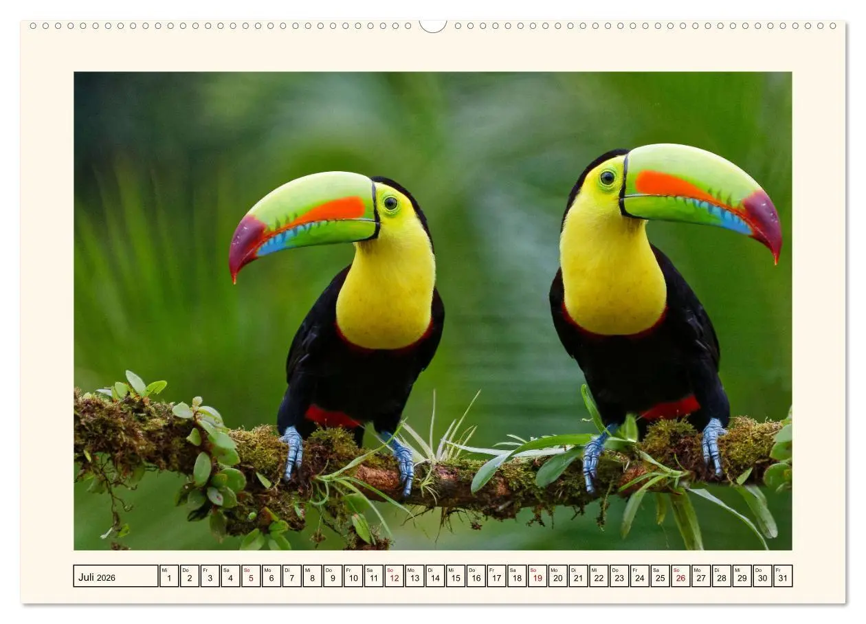 Bild: 9783457255698 | Tukane - Clowns im Dschungel (Wandkalender 2026 DIN A2 quer),...