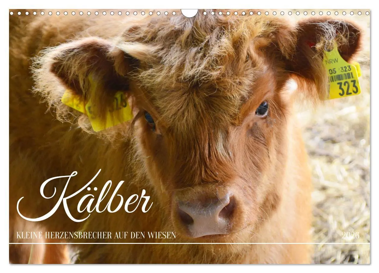 Cover: 9783457495698 | Kälber - Kleine Herzensbrecher auf den Wiesen (Wandkalender 2026...