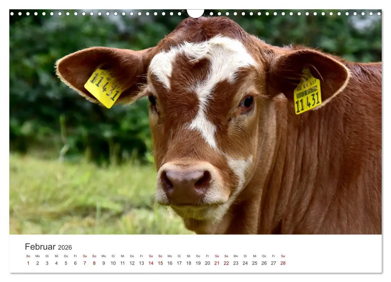 Bild: 9783457495698 | Kälber - Kleine Herzensbrecher auf den Wiesen (Wandkalender 2026...
