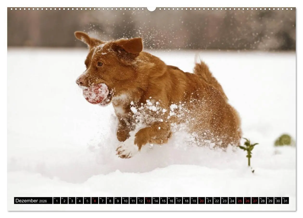 Bild: 9783516025798 | Nova Scotia Duck Tolling Retriever (hochwertiger Premium...