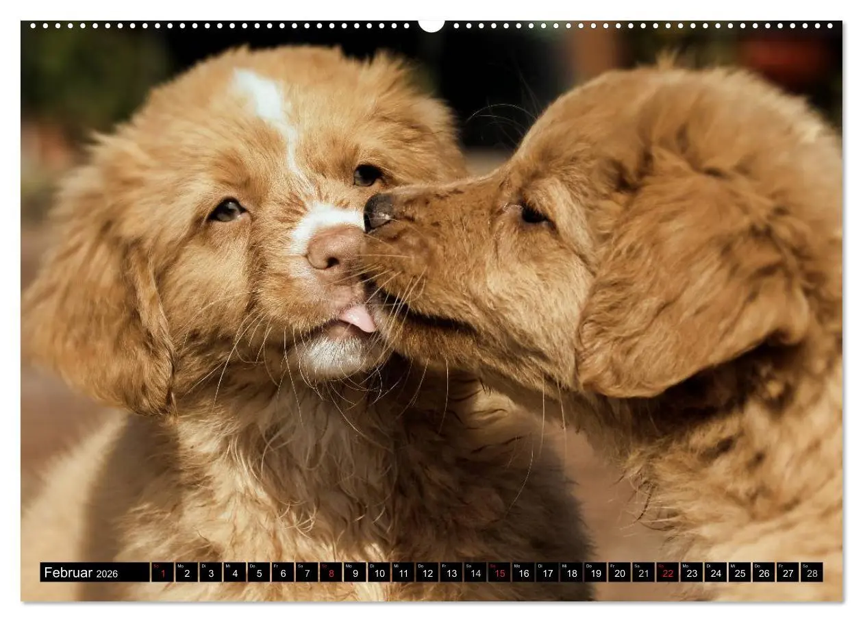 Bild: 9783516025798 | Nova Scotia Duck Tolling Retriever (hochwertiger Premium...