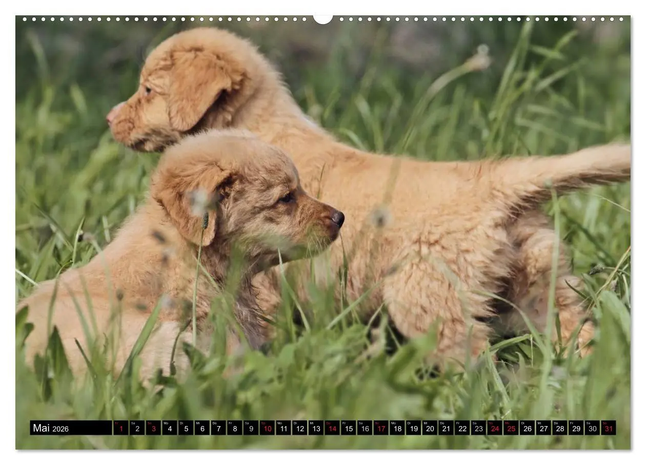 Bild: 9783516025798 | Nova Scotia Duck Tolling Retriever (hochwertiger Premium...