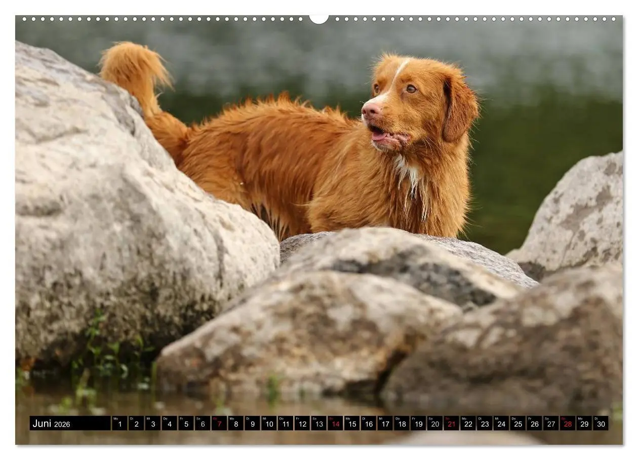 Bild: 9783516025798 | Nova Scotia Duck Tolling Retriever (hochwertiger Premium...