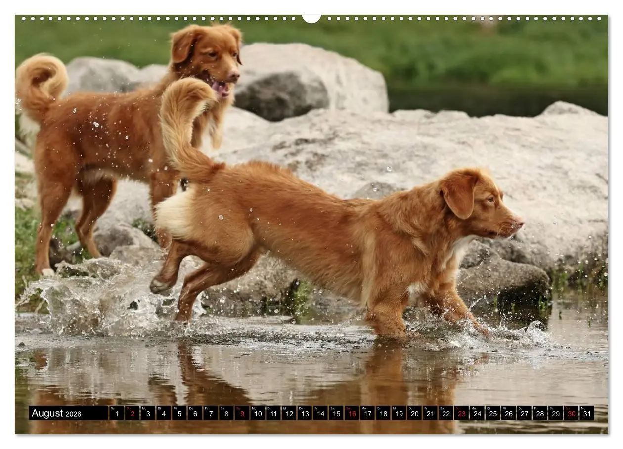Bild: 9783516025798 | Nova Scotia Duck Tolling Retriever (hochwertiger Premium...
