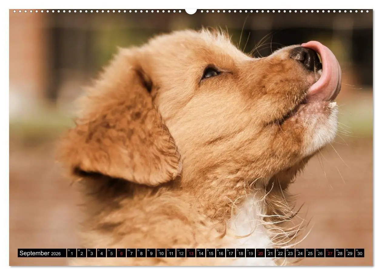 Bild: 9783516025798 | Nova Scotia Duck Tolling Retriever (hochwertiger Premium...