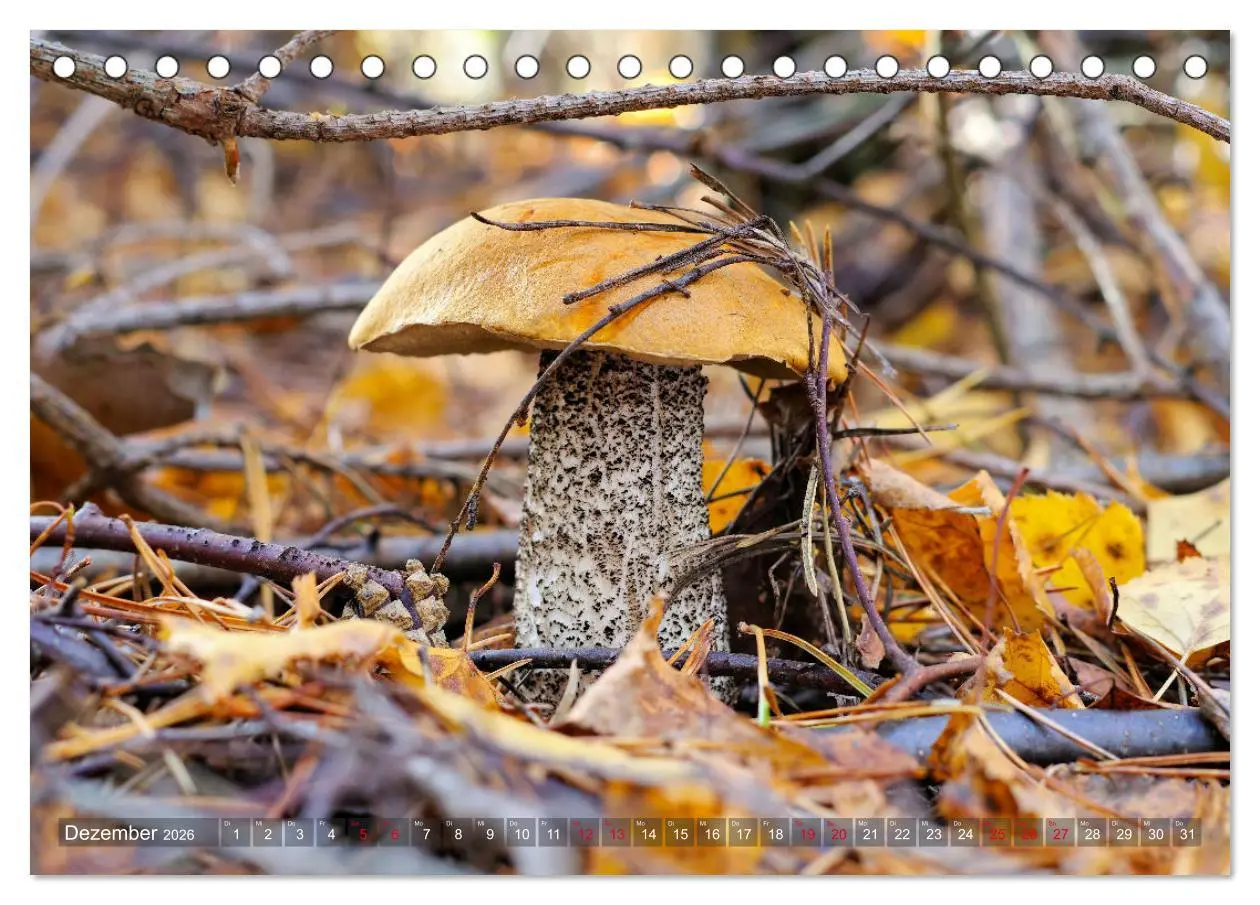 Bild: 9783457545898 | Pilze - Schätze am Waldboden (Tischkalender 2026 DIN A5 quer),...