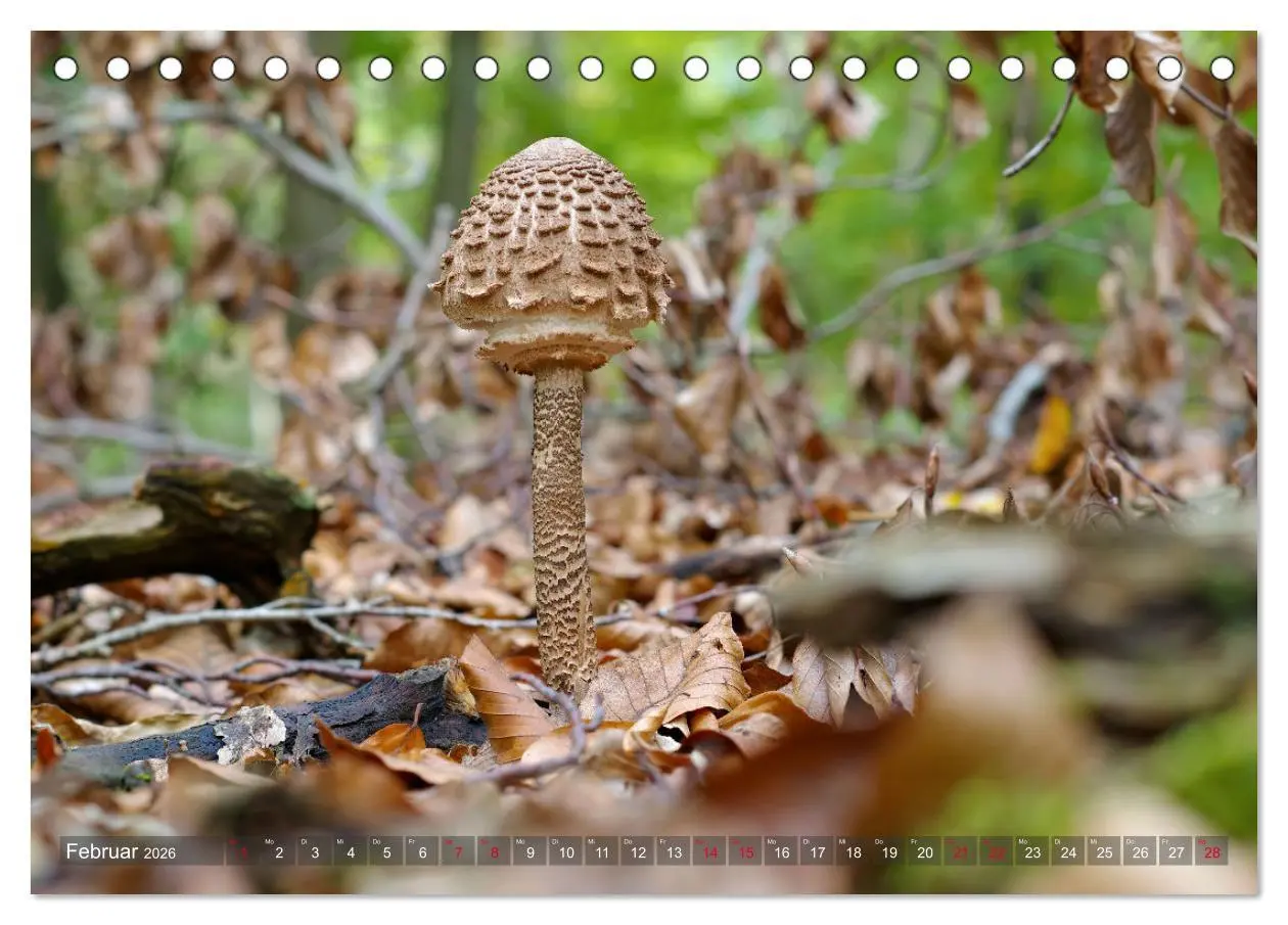 Bild: 9783457545898 | Pilze - Schätze am Waldboden (Tischkalender 2026 DIN A5 quer),...