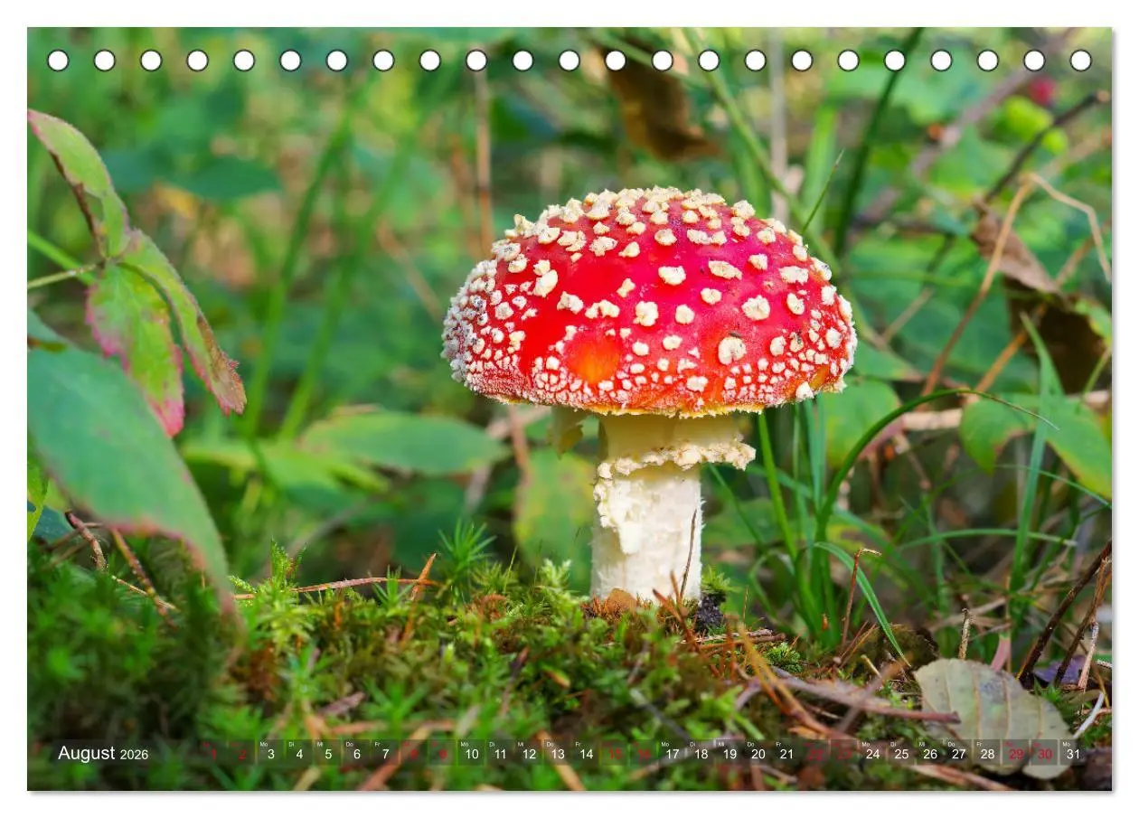 Bild: 9783457545898 | Pilze - Schätze am Waldboden (Tischkalender 2026 DIN A5 quer),...