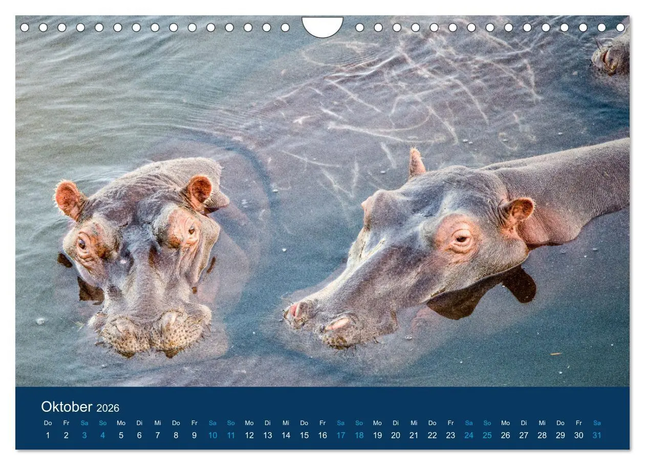 Bild: 9783457605998 | Nilpferde, Kolosse in Afrika (Wandkalender 2026 DIN A4 quer),...