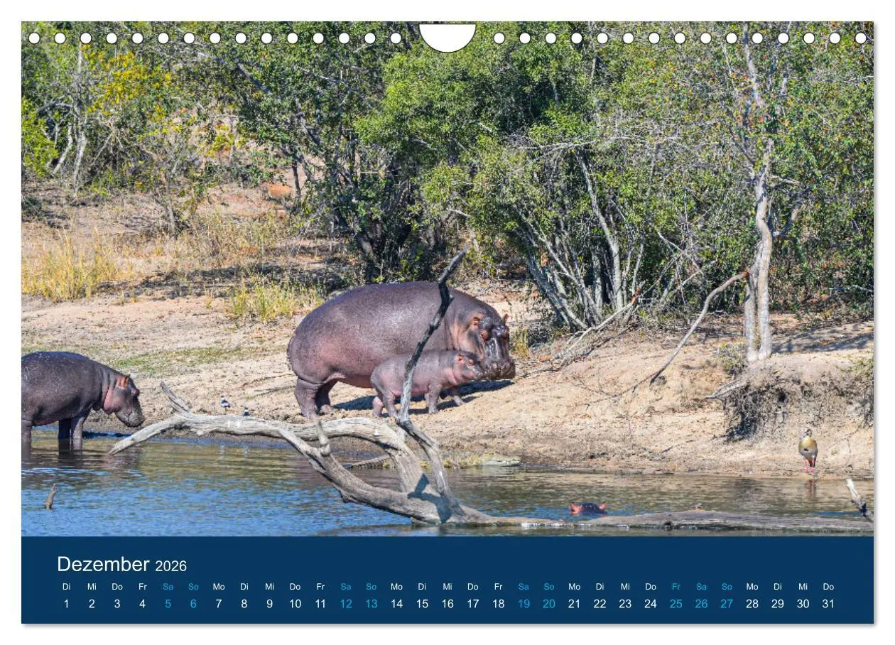 Bild: 9783457605998 | Nilpferde, Kolosse in Afrika (Wandkalender 2026 DIN A4 quer),...