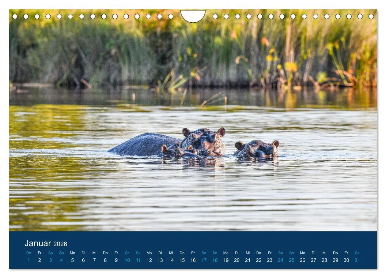Bild: 9783457605998 | Nilpferde, Kolosse in Afrika (Wandkalender 2026 DIN A4 quer),...