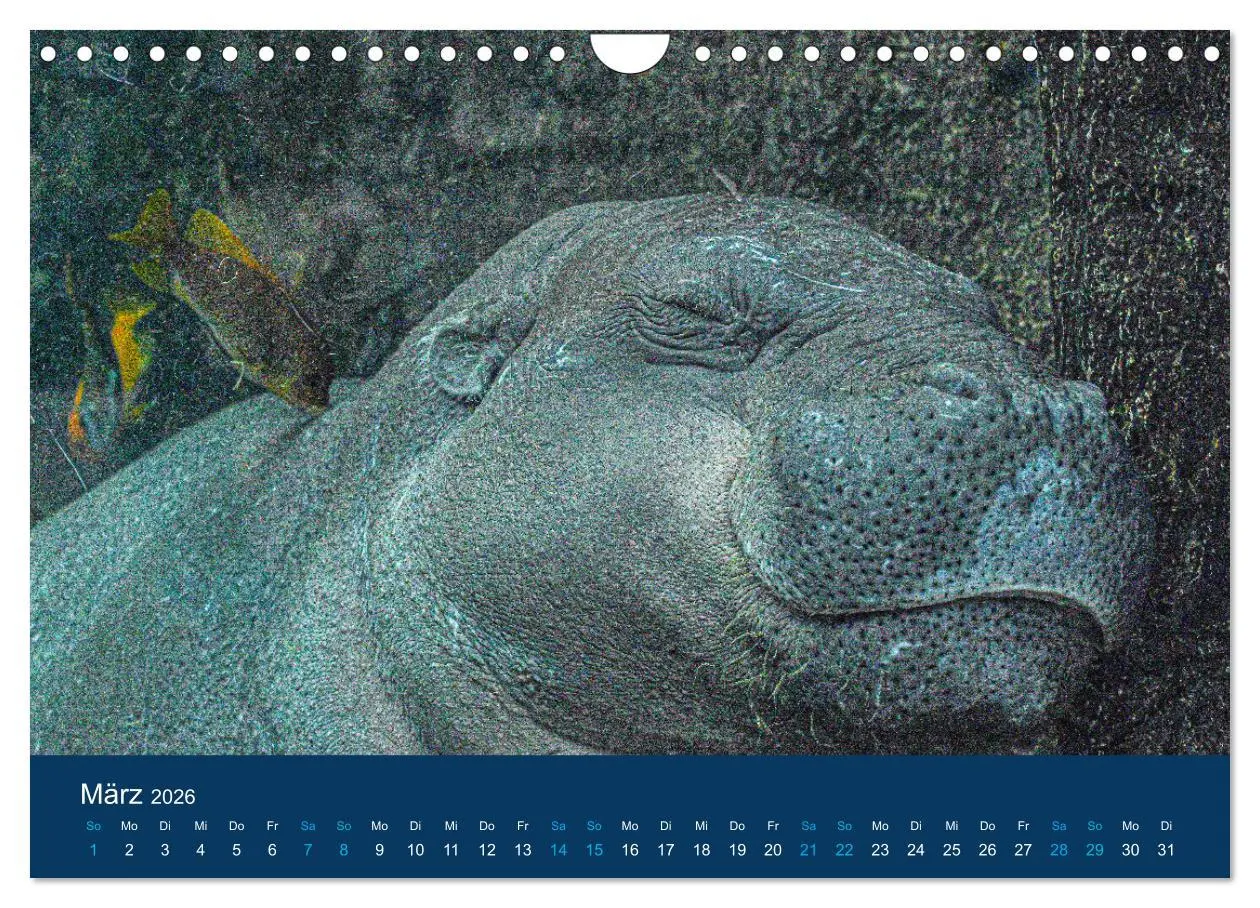 Bild: 9783457605998 | Nilpferde, Kolosse in Afrika (Wandkalender 2026 DIN A4 quer),...