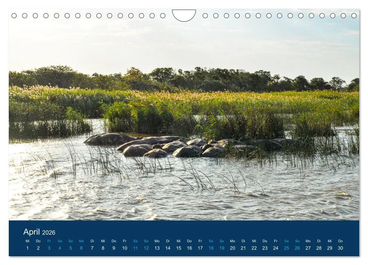 Bild: 9783457605998 | Nilpferde, Kolosse in Afrika (Wandkalender 2026 DIN A4 quer),...