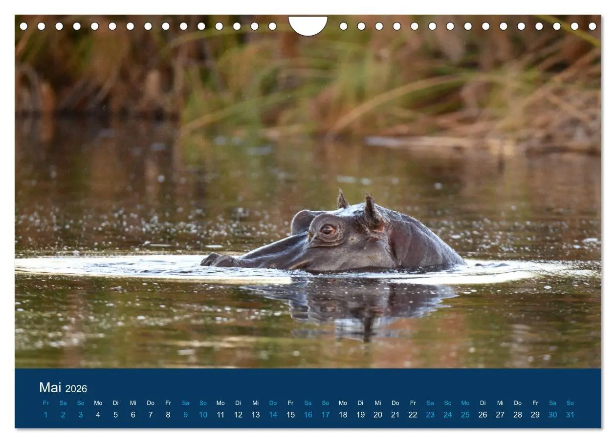 Bild: 9783457605998 | Nilpferde, Kolosse in Afrika (Wandkalender 2026 DIN A4 quer),...
