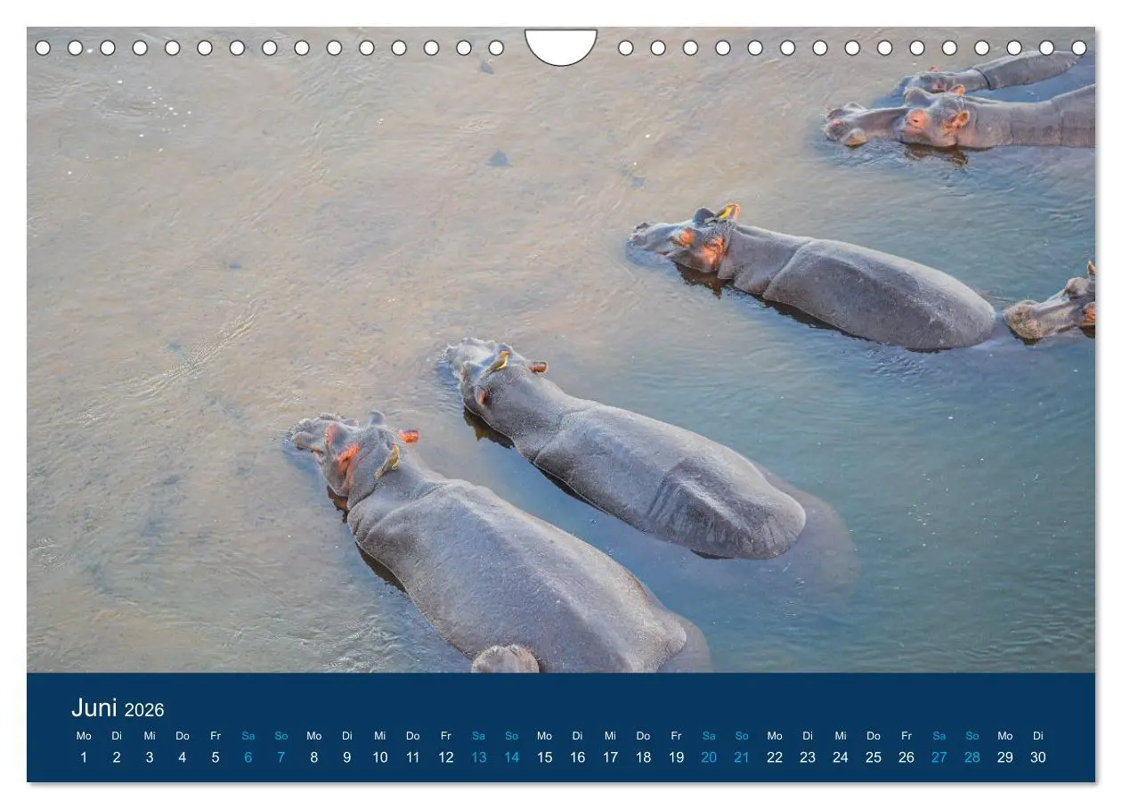 Bild: 9783457605998 | Nilpferde, Kolosse in Afrika (Wandkalender 2026 DIN A4 quer),...