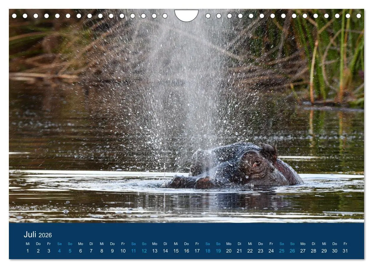 Bild: 9783457605998 | Nilpferde, Kolosse in Afrika (Wandkalender 2026 DIN A4 quer),...