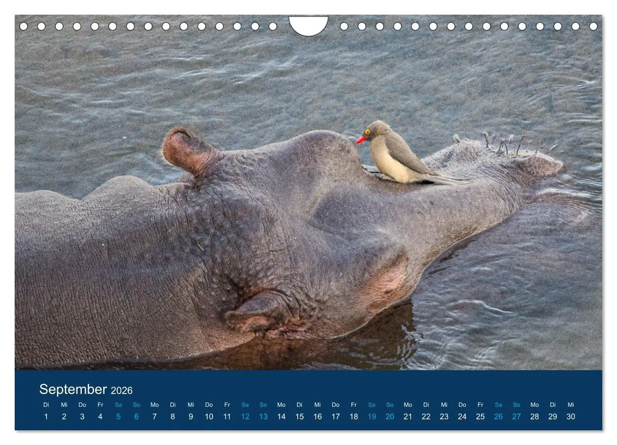 Bild: 9783457605998 | Nilpferde, Kolosse in Afrika (Wandkalender 2026 DIN A4 quer),...