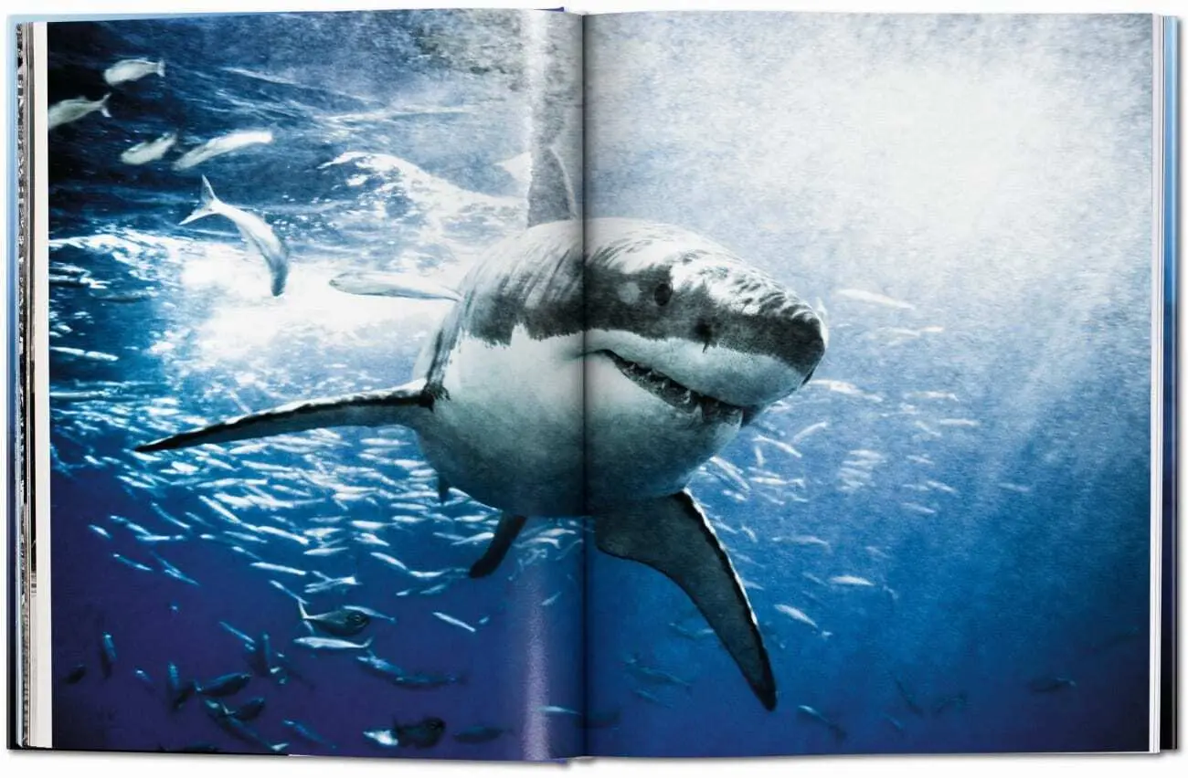Bild: 9783836526098 | Michael Muller. Squali | Arty Nelson (u. a.) | Buch | 334 S. | 2024