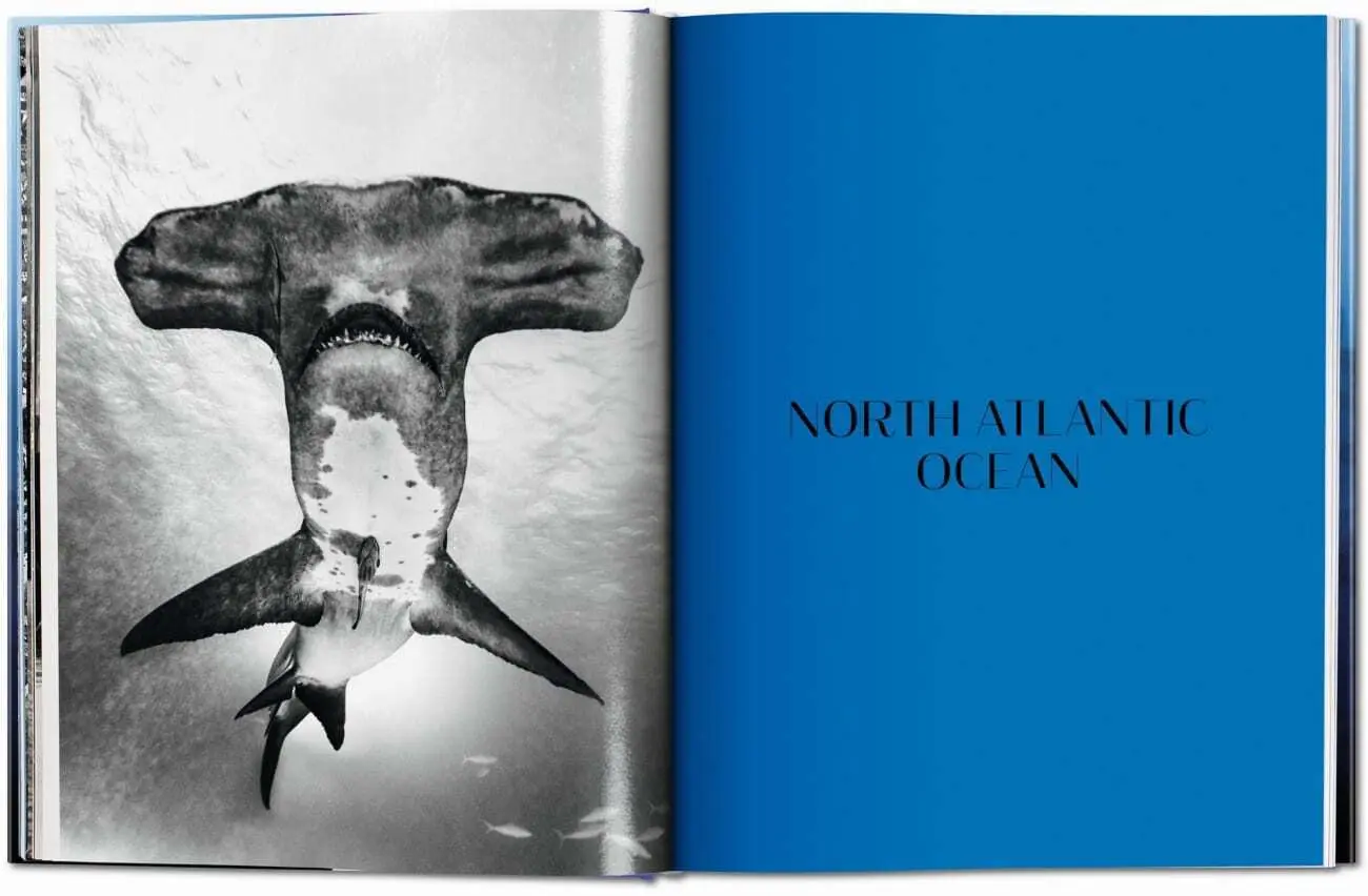 Bild: 9783836526098 | Michael Muller. Squali | Arty Nelson (u. a.) | Buch | 334 S. | 2024