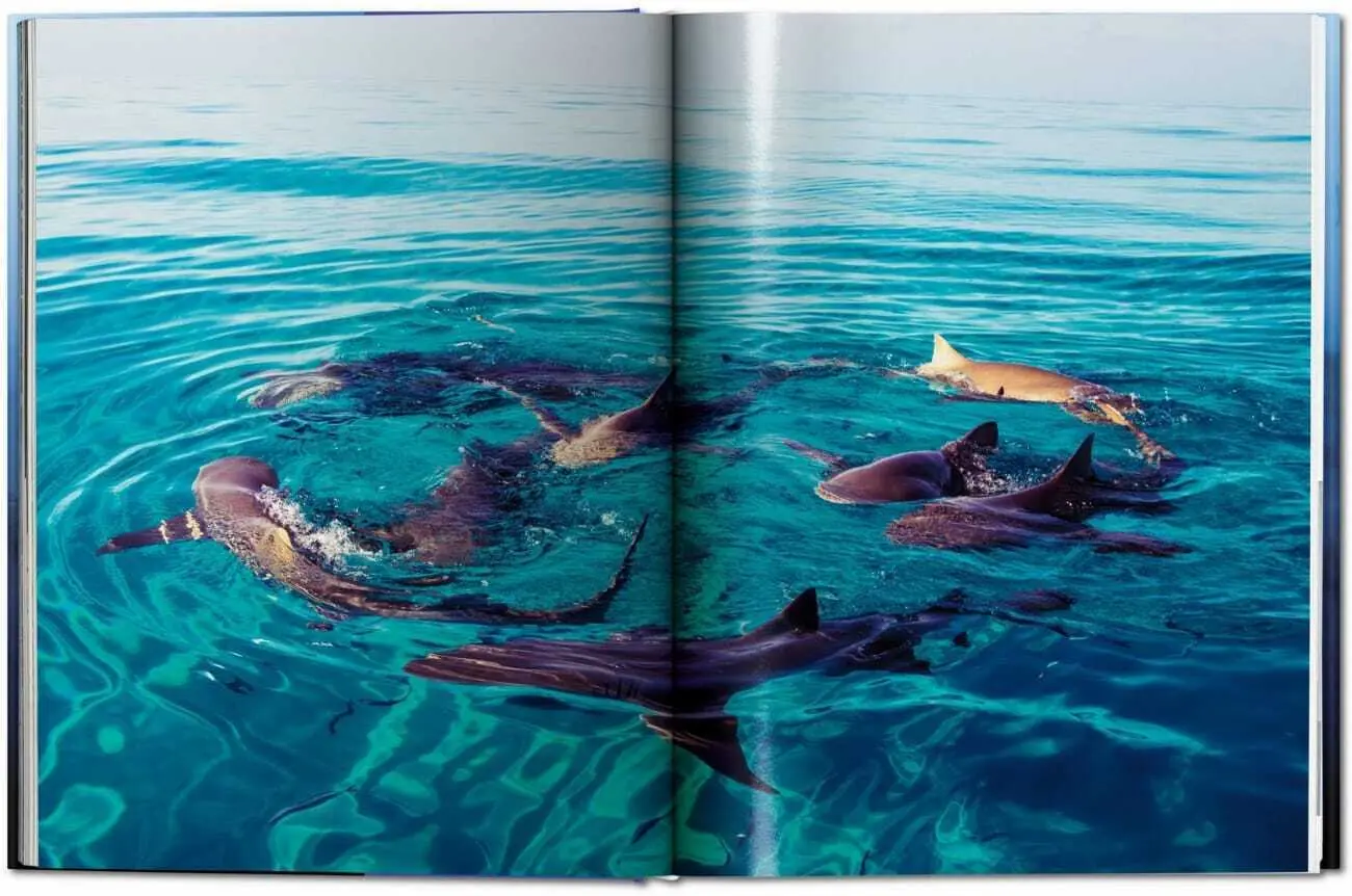 Bild: 9783836526098 | Michael Muller. Squali | Arty Nelson (u. a.) | Buch | 334 S. | 2024