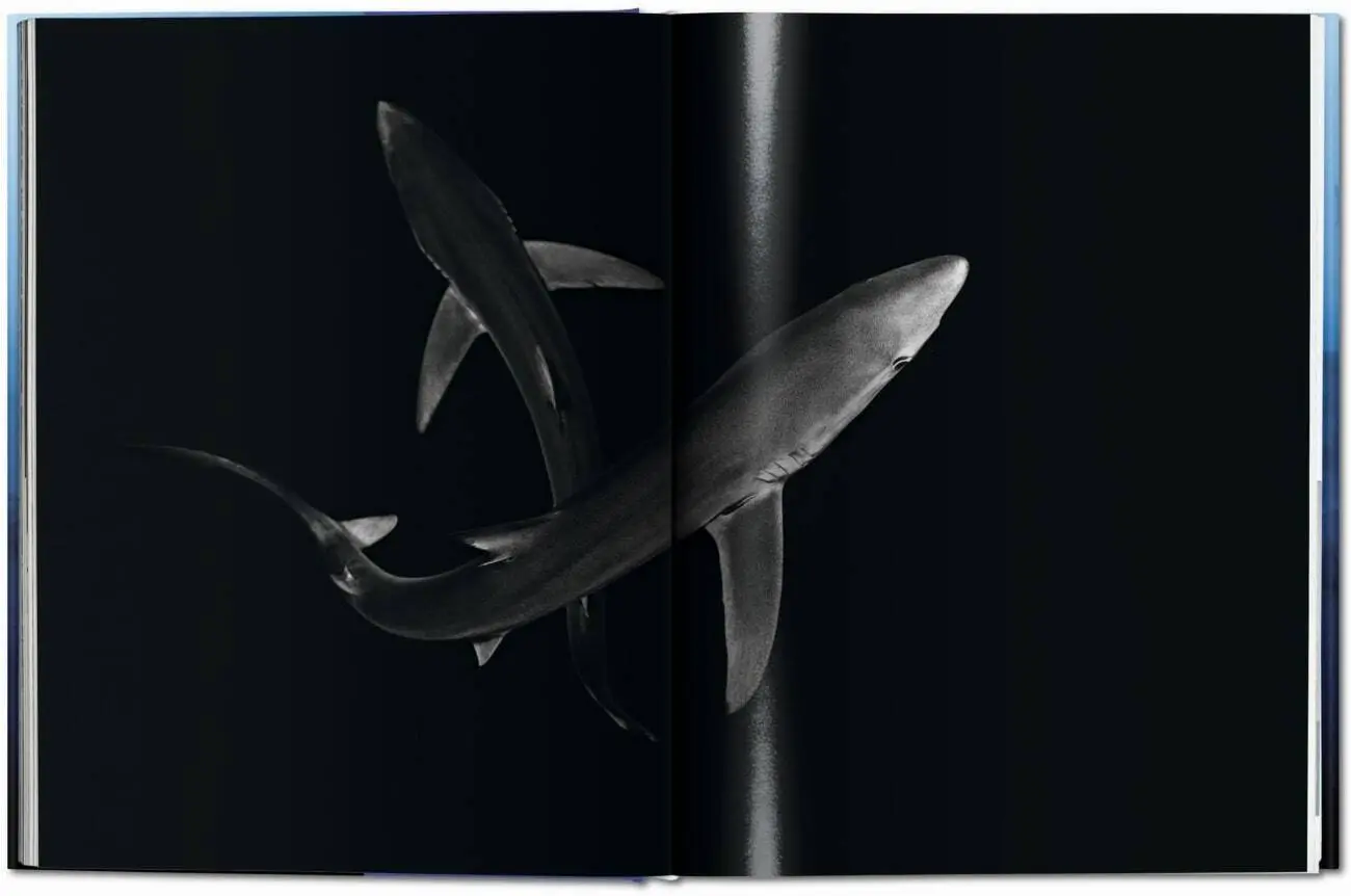 Bild: 9783836526098 | Michael Muller. Squali | Arty Nelson (u. a.) | Buch | 334 S. | 2024