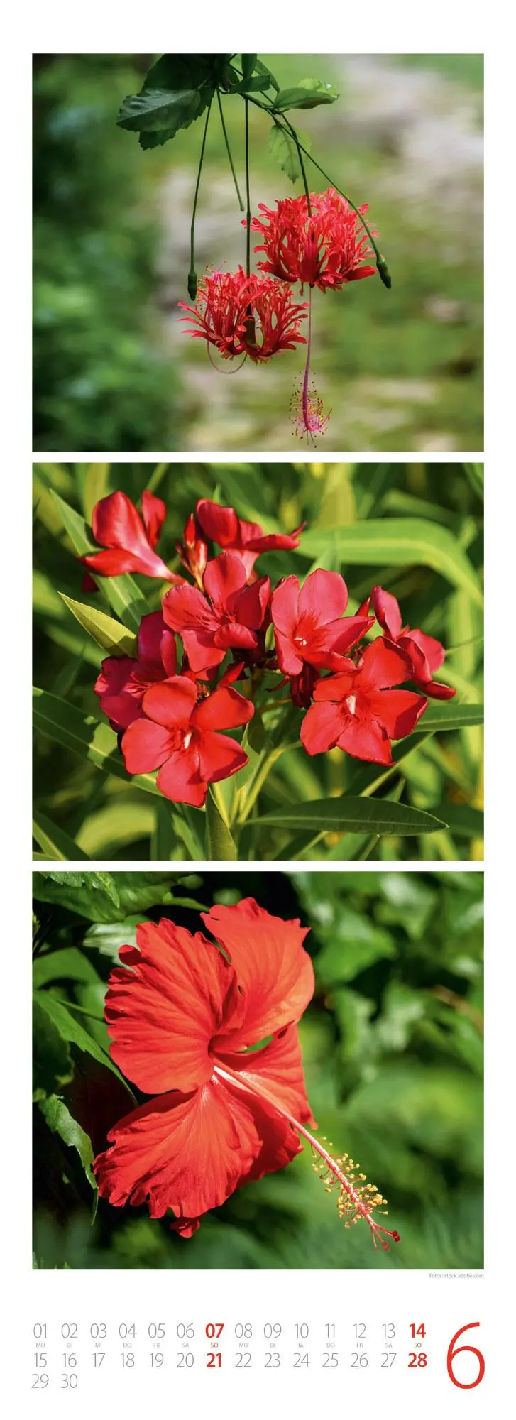 Bild: 9783838436098 | NaturZeit Triplet-Kalender 2026 | Ackermann Kunstverlag GmbH | 14 S.