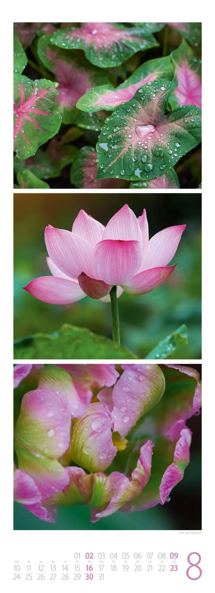 Bild: 9783838436098 | NaturZeit Triplet-Kalender 2026 | Ackermann Kunstverlag GmbH | 14 S.