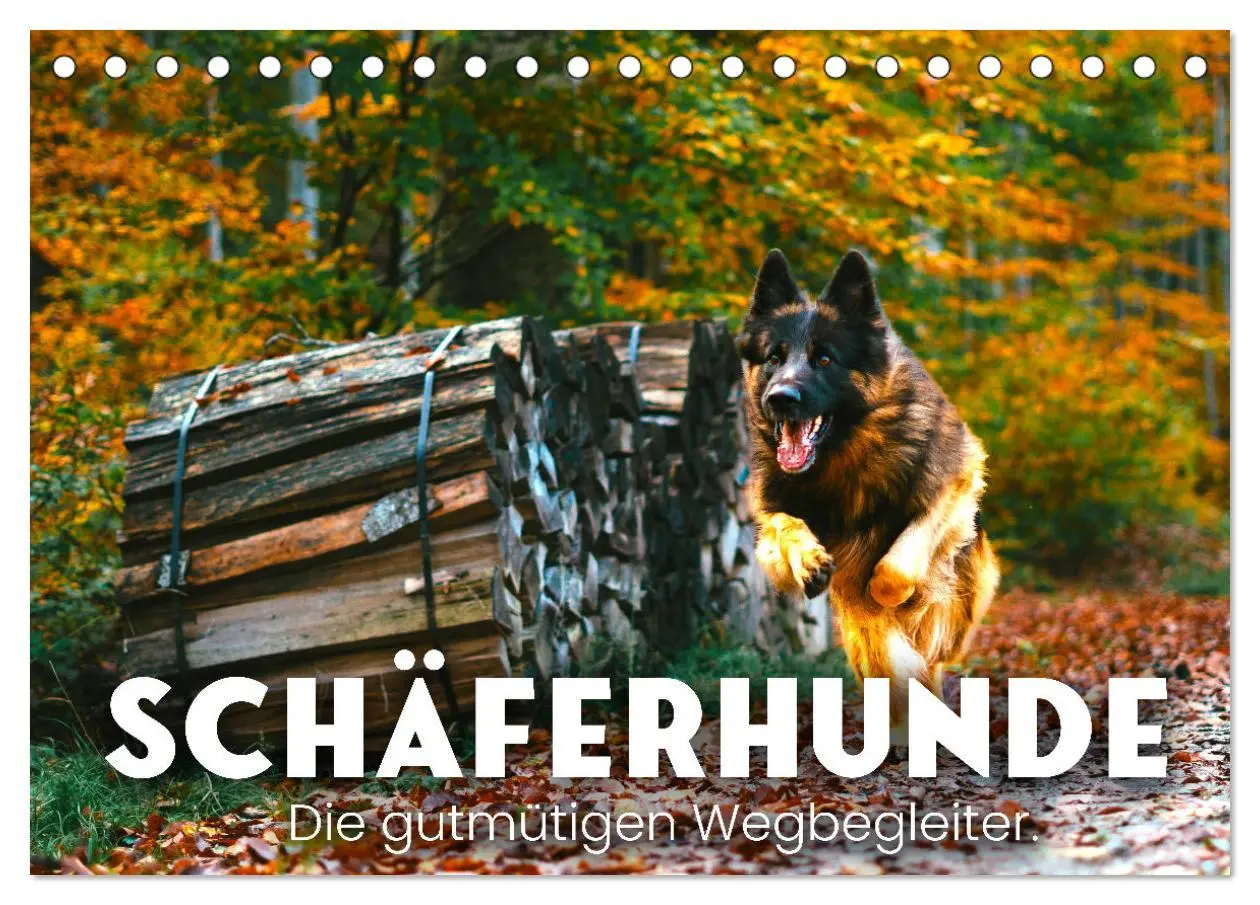 Cover: 9783457416198 | Schäferhunde - Die gutmütigen Wegbegleiter. (Tischkalender 2026 DIN...