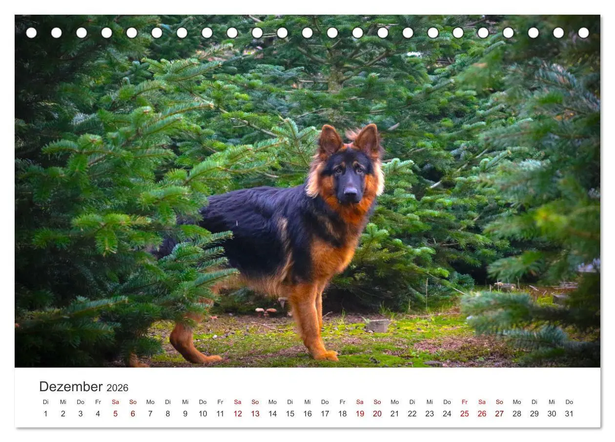 Bild: 9783457416198 | Schäferhunde - Die gutmütigen Wegbegleiter. (Tischkalender 2026 DIN...