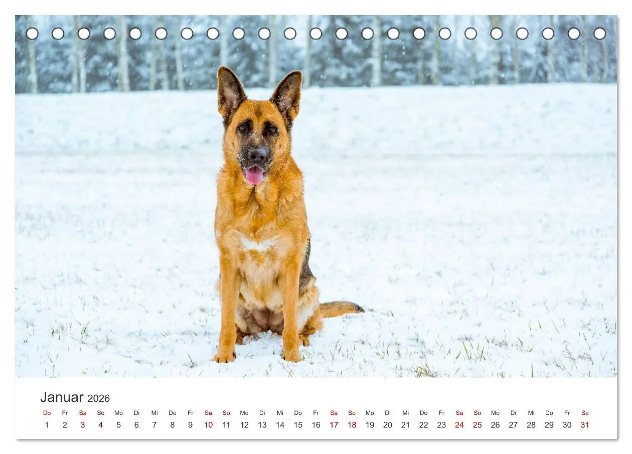 Bild: 9783457416198 | Schäferhunde - Die gutmütigen Wegbegleiter. (Tischkalender 2026 DIN...