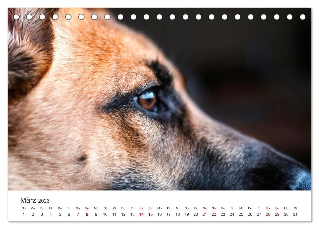 Bild: 9783457416198 | Schäferhunde - Die gutmütigen Wegbegleiter. (Tischkalender 2026 DIN...