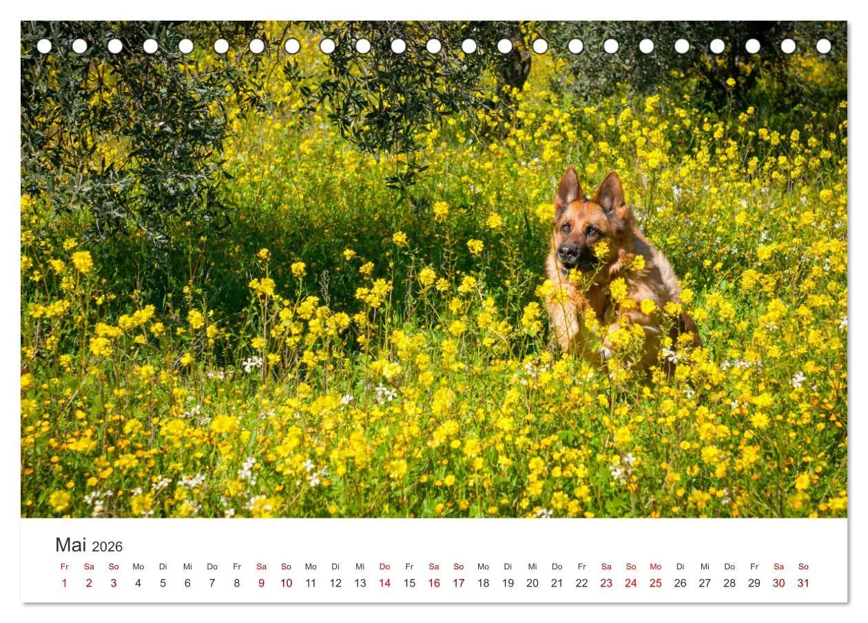 Bild: 9783457416198 | Schäferhunde - Die gutmütigen Wegbegleiter. (Tischkalender 2026 DIN...