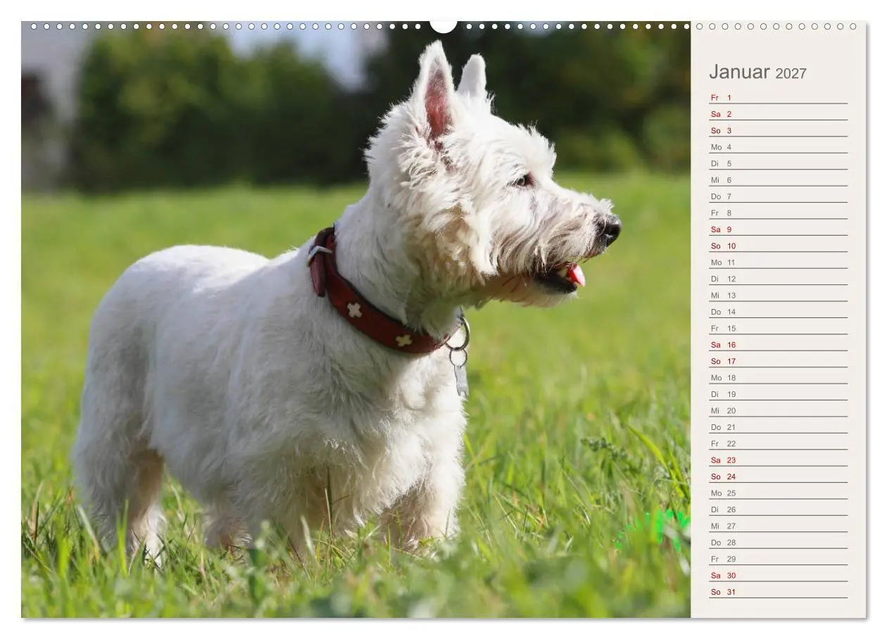 Bild: 9783569826298 | West Highland White Terrier - Selbstbewustes Powerpaket - der...