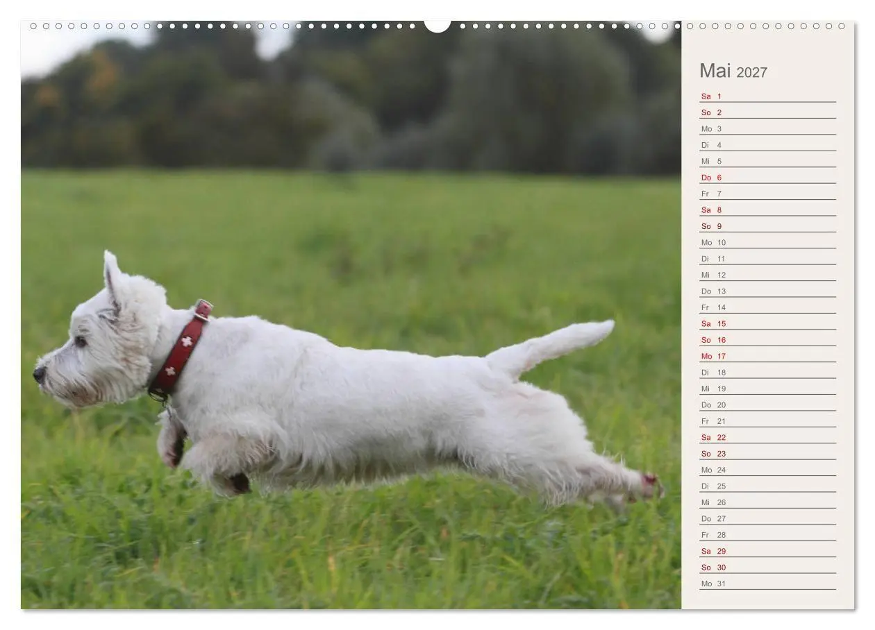 Bild: 9783569826298 | West Highland White Terrier - Selbstbewustes Powerpaket - der...