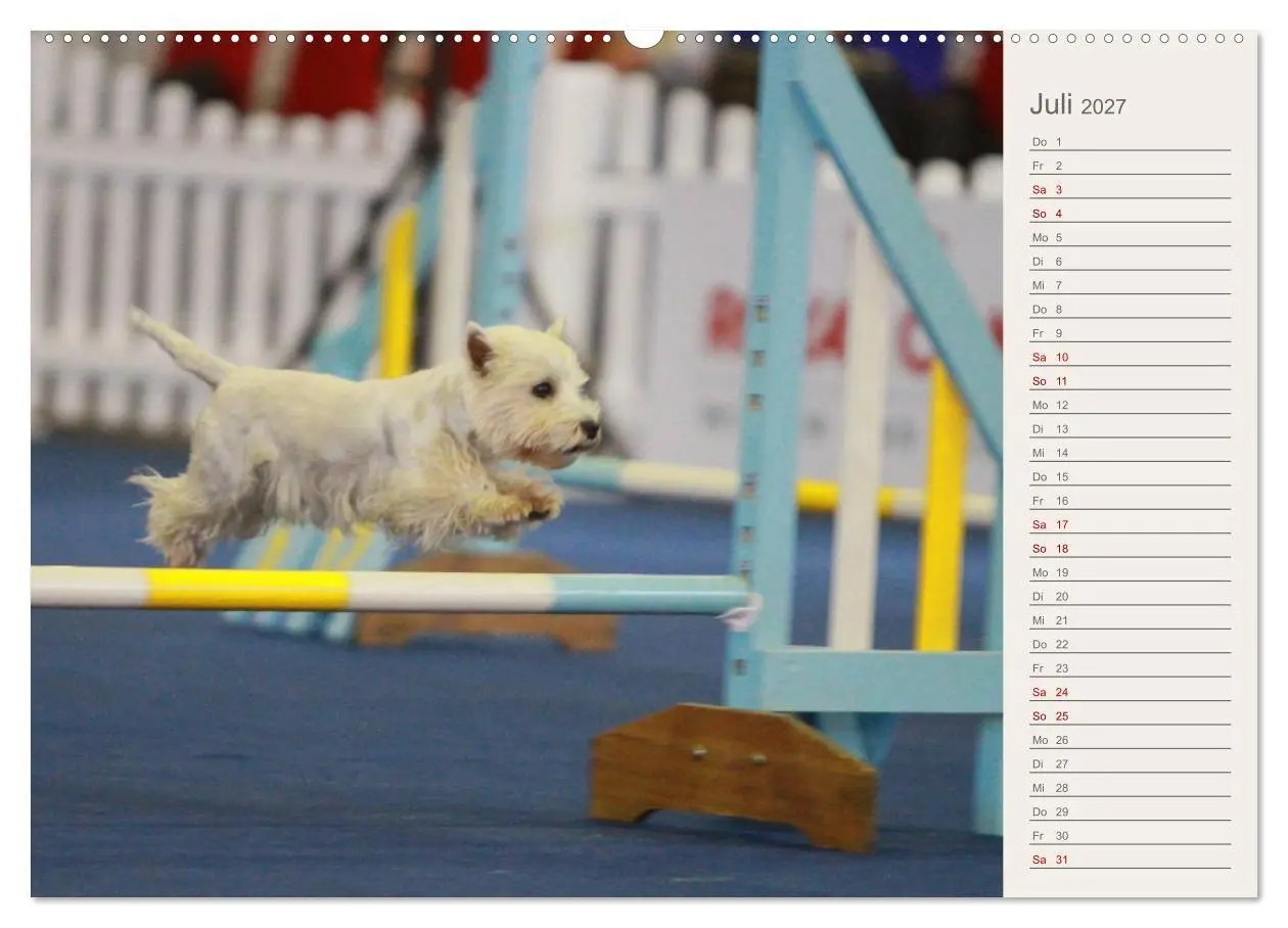 Bild: 9783569826298 | West Highland White Terrier - Selbstbewustes Powerpaket - der...