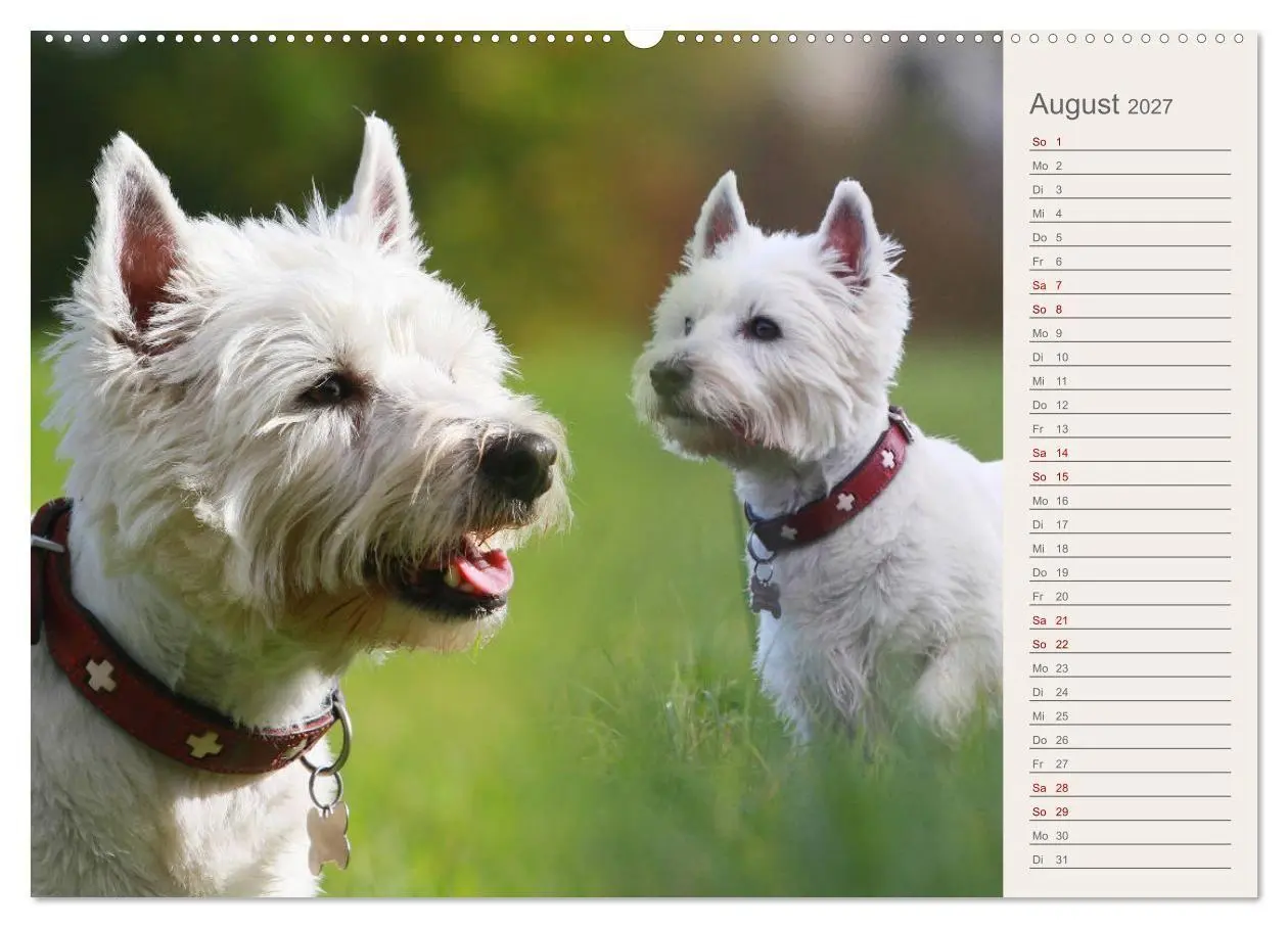 Bild: 9783569826298 | West Highland White Terrier - Selbstbewustes Powerpaket - der...