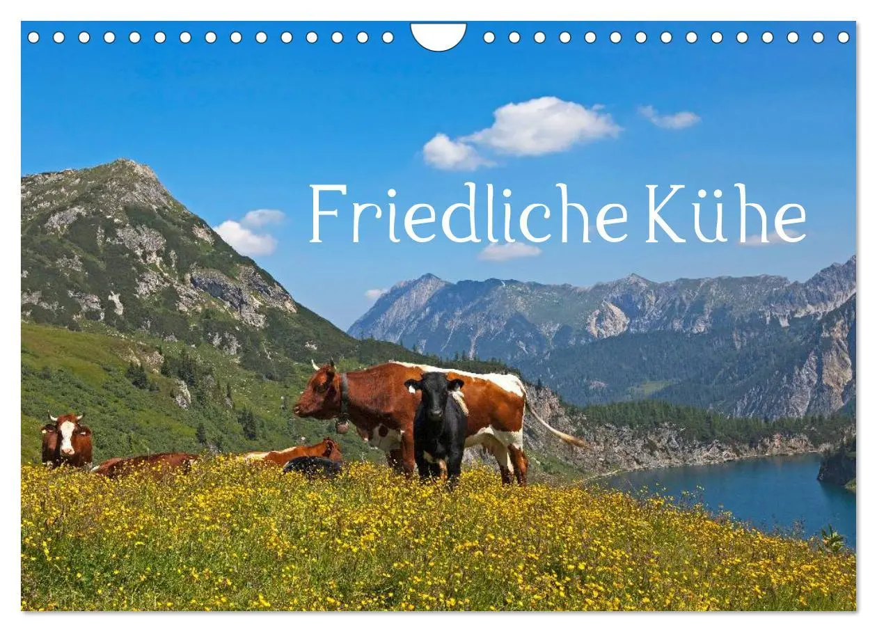 Cover: 9783435536498 | Friedliche Kühe (Wandkalender 2025 DIN A4 quer), CALVENDO...