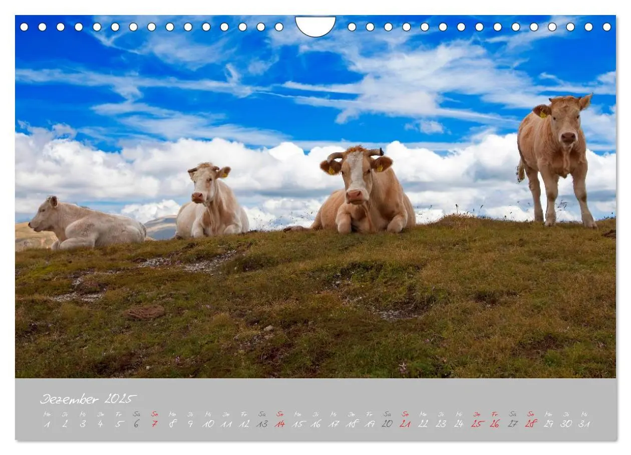 Bild: 9783435536498 | Friedliche Kühe (Wandkalender 2025 DIN A4 quer), CALVENDO...