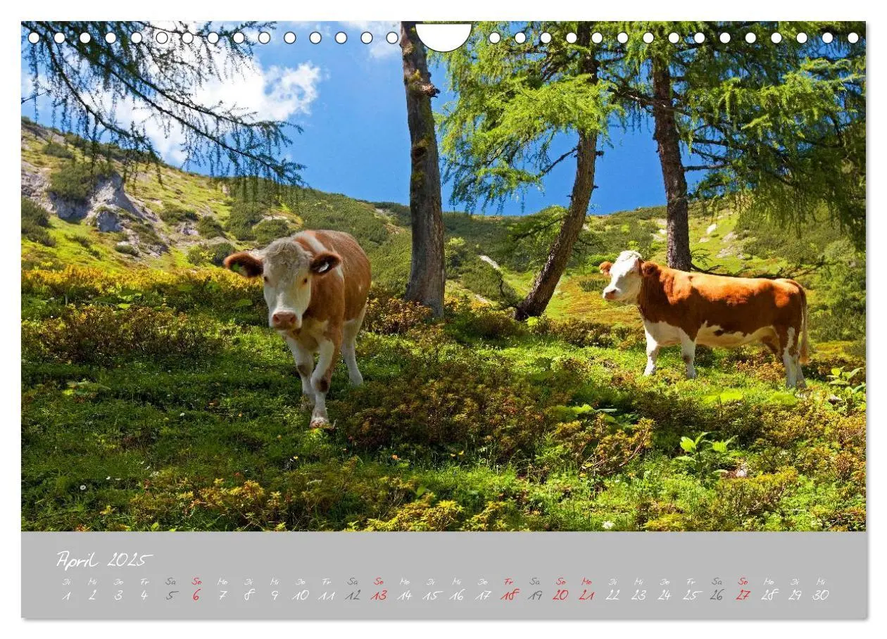 Bild: 9783435536498 | Friedliche Kühe (Wandkalender 2025 DIN A4 quer), CALVENDO...