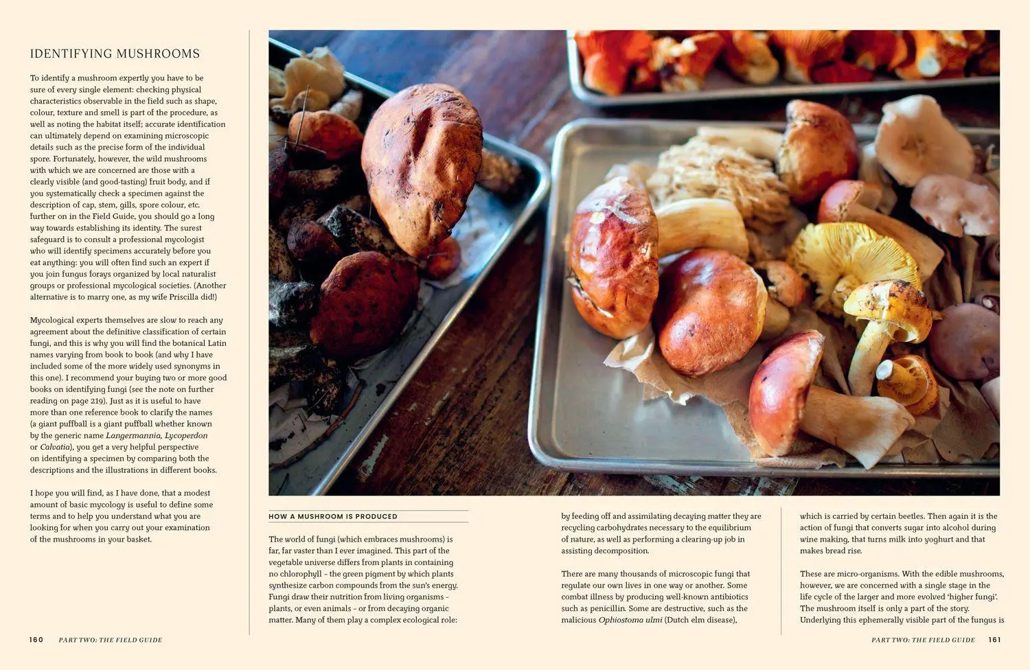 Bild: 9780008756598 | A Passion for Mushrooms | Antonio Carluccio | Buch | Englisch | 2025