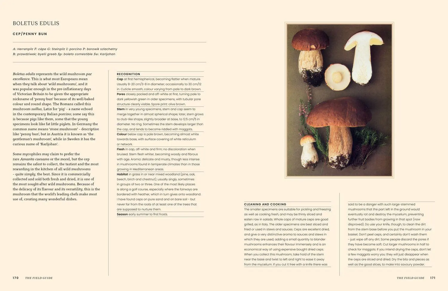 Bild: 9780008756598 | A Passion for Mushrooms | Antonio Carluccio | Buch | Englisch | 2025