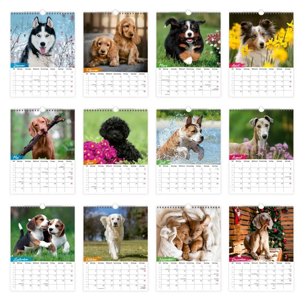 Bild: 9783988026798 | TRÖTSCH - Notizkalender zum Hängen Hunde 2027 | KG | Kalender | 24 S.